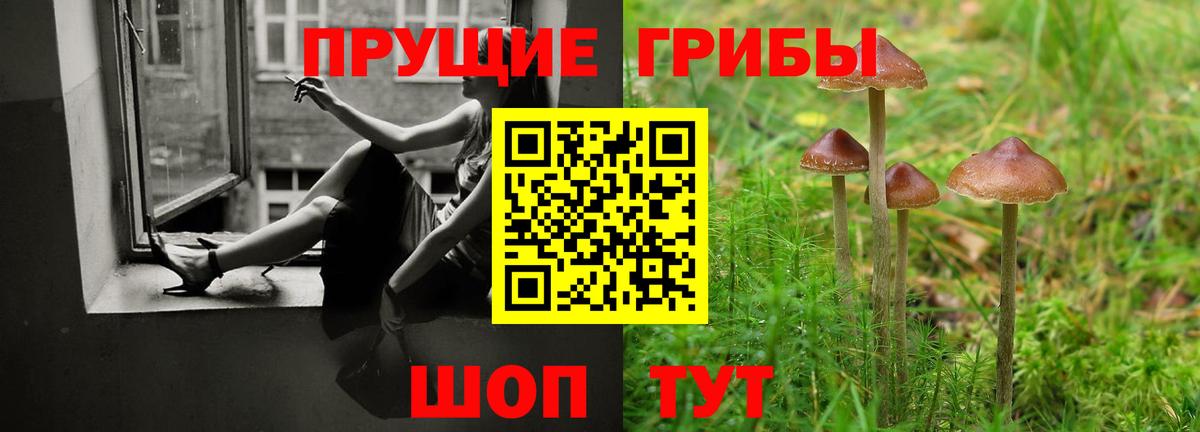 Сальск  наркотики  Вход с VPN  Псилоцибиновые грибы прущие грибы 